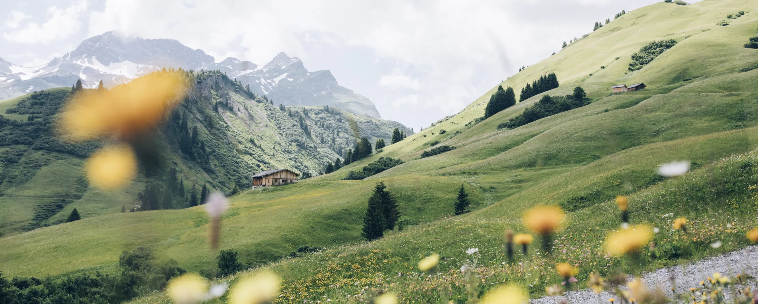 Summery landscape in Lech Zürs with green hills and blooming meadows