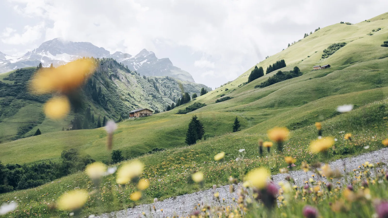 Blooming meadow landscape in Lech Zürs during summer.