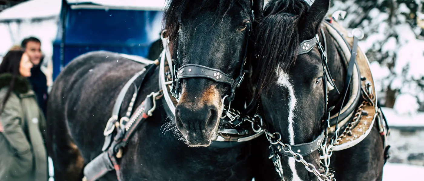 Zwei schwarze Pferde im Winter, im Hintergrund schneebedeckte Landschaft.